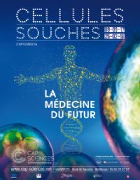 Cellules Souches : La Médecine Du Futur. Du 9 septembre 2017 au 23 février 2018 à Bordeaux. Gironde.  14H00